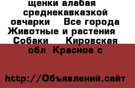 щенки алабая ( среднекавказкой овчарки) - Все города Животные и растения » Собаки   . Кировская обл.,Красное с.